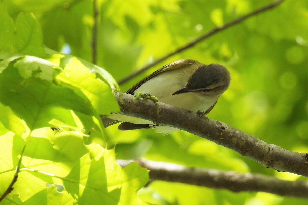 Rotaugenvireo - ML442538101