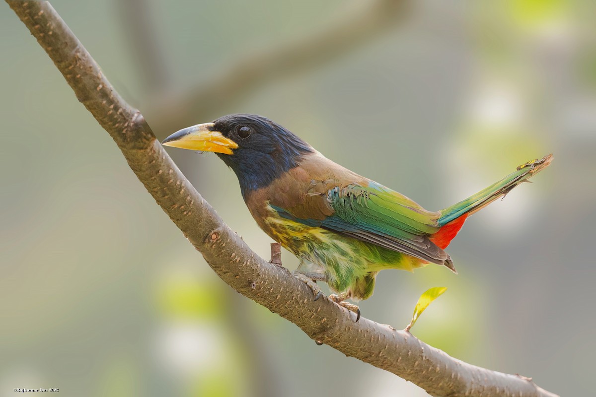 Great Barbet - ML442539761