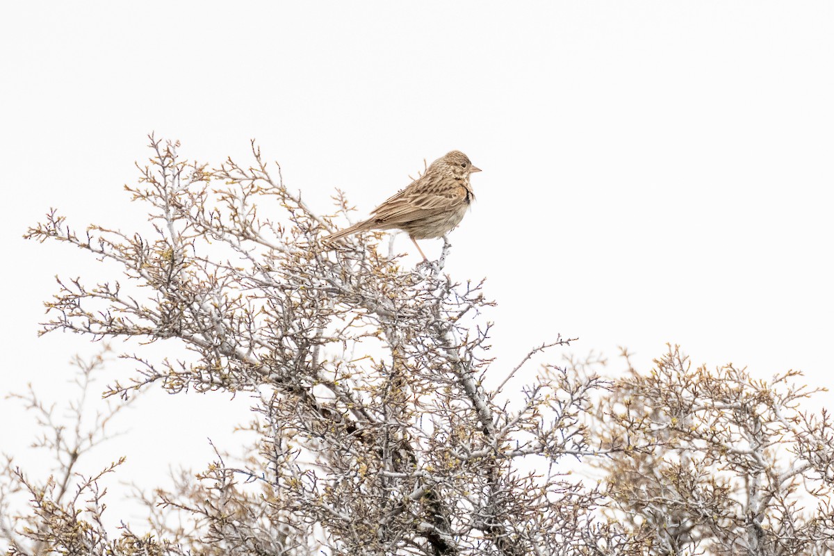 Vesper Sparrow - ML442540901