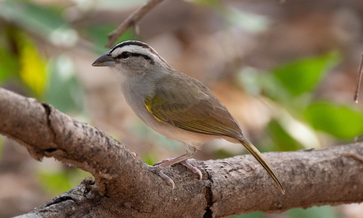 Tocuyo Sparrow - ML442541141