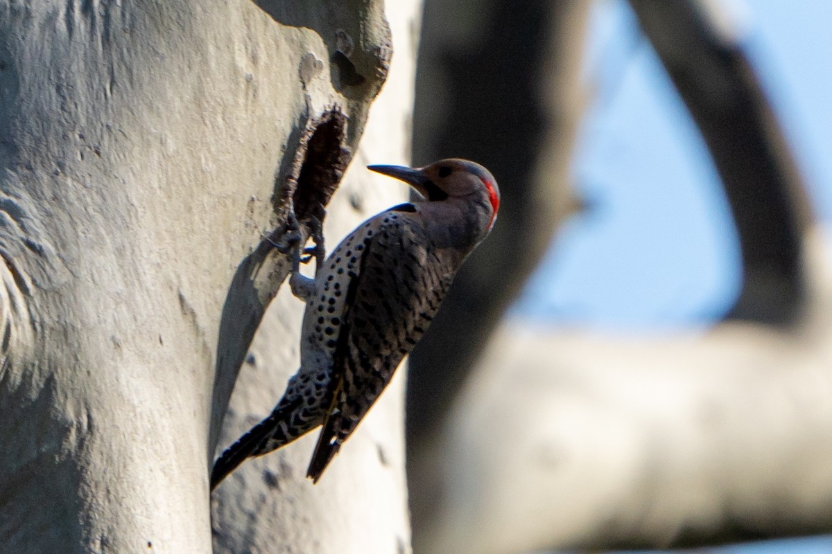 Northern Flicker - ML442541161