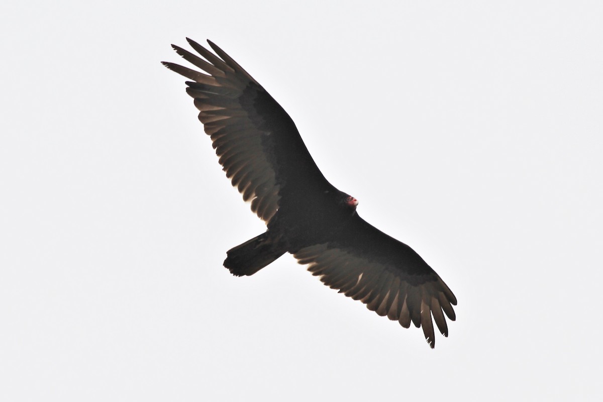 Turkey Vulture - ML442542141
