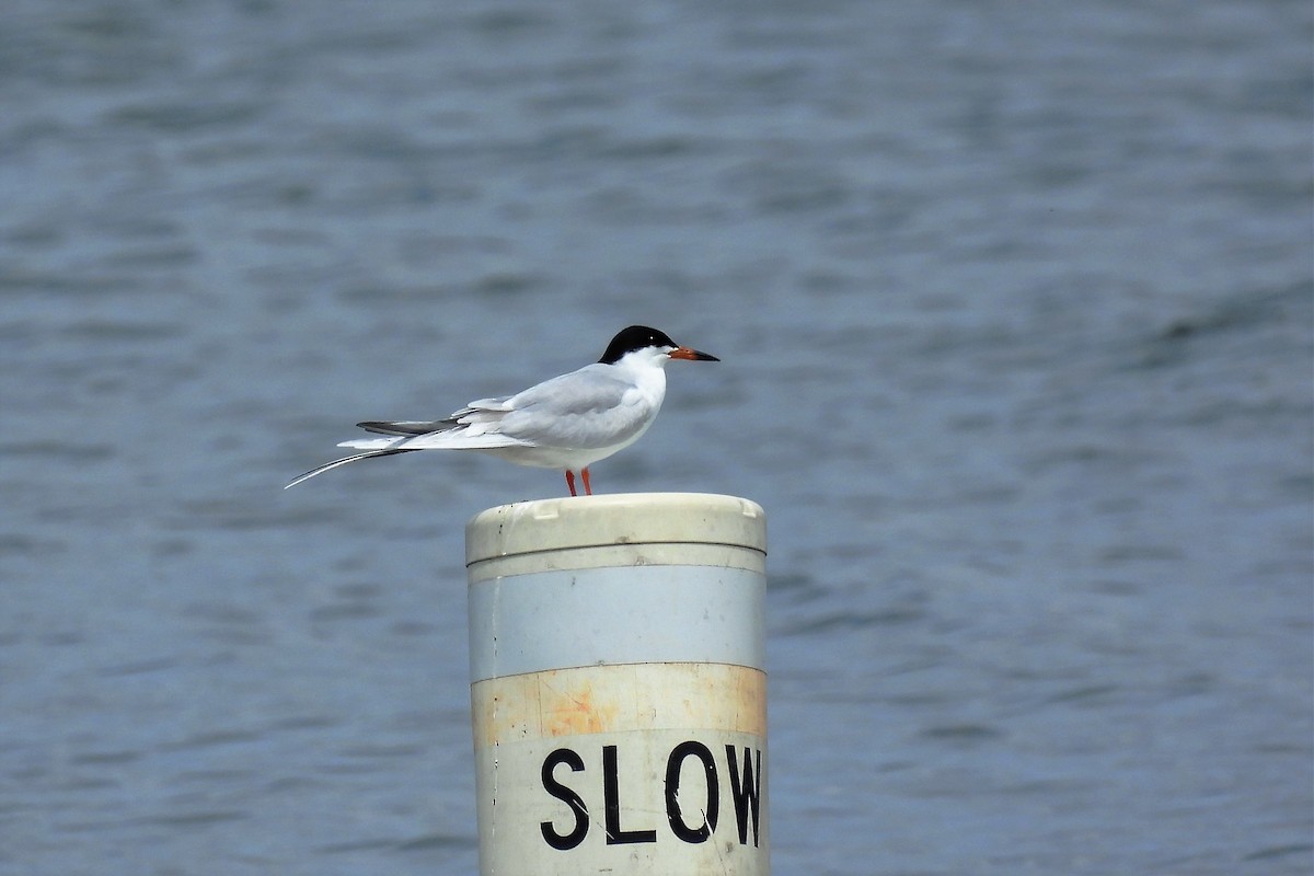 Forster's Tern - ML442543631