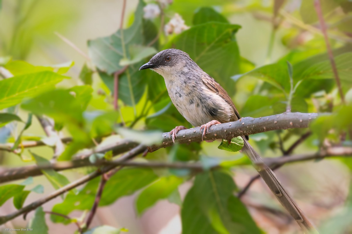 Prinia crinigère - ML442545221