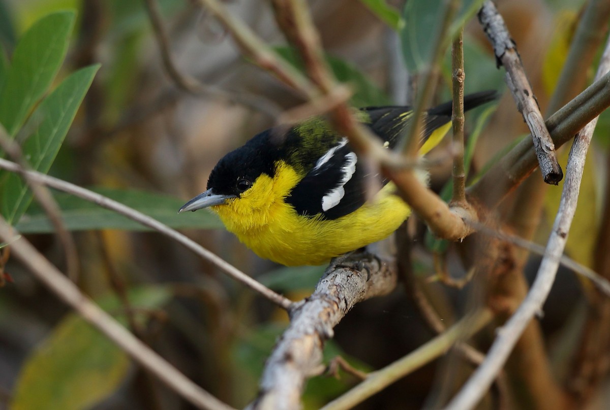 Common Iora - ML44254541