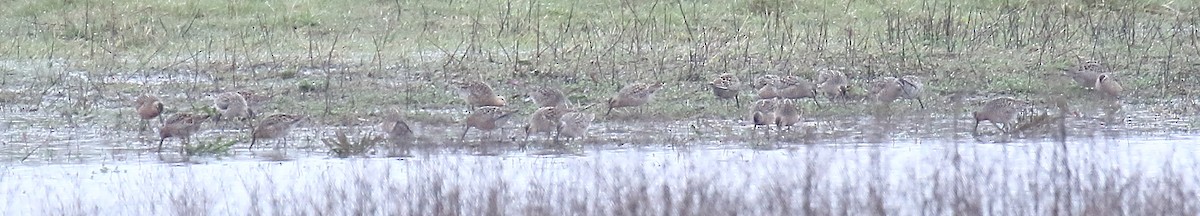 Long-billed Dowitcher - ML442545461