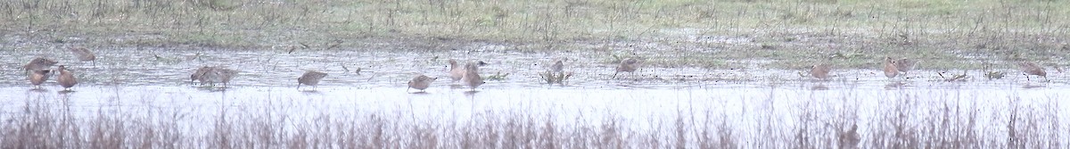 Long-billed Dowitcher - Mattia Prella