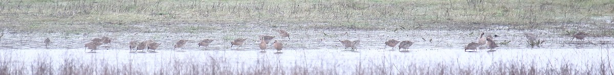 Long-billed Dowitcher - ML442545491