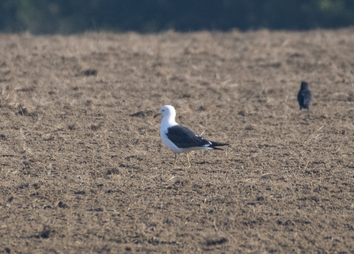 Lesser Black-backed Gull (intermedius) - ML442545691