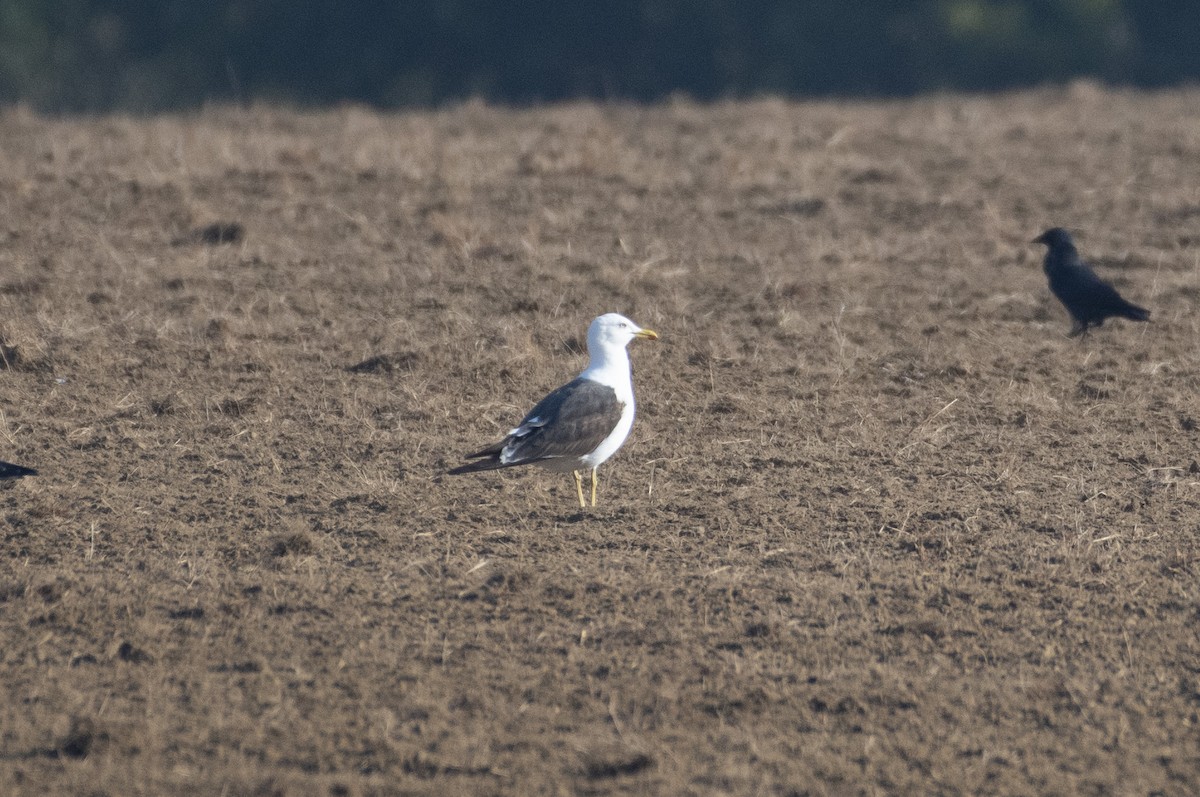 Lesser Black-backed Gull (intermedius) - ML442545711