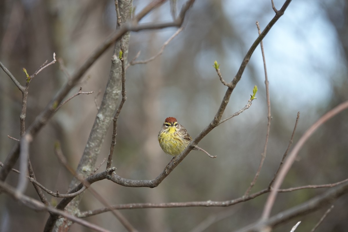 Palm Warbler - ML442546331