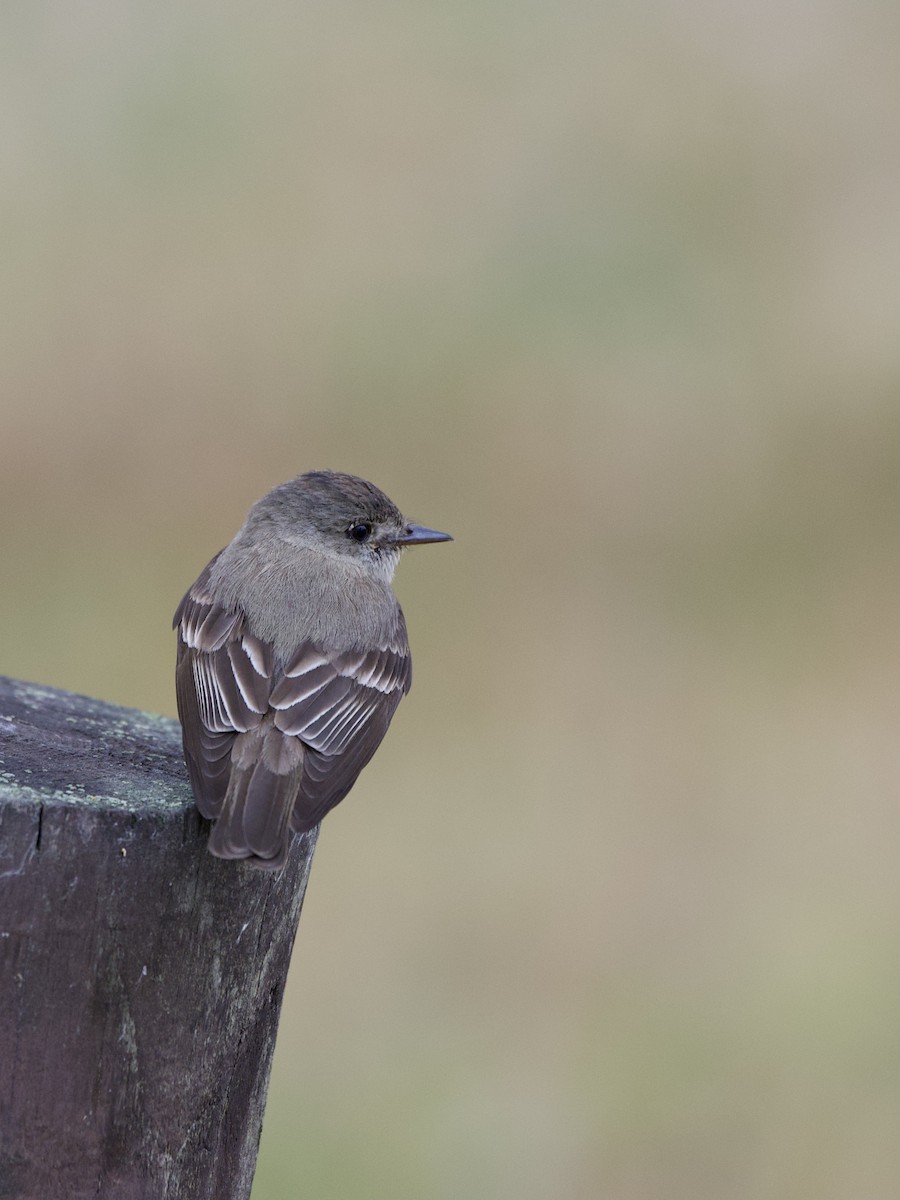 Western Wood-Pewee - ML442546361