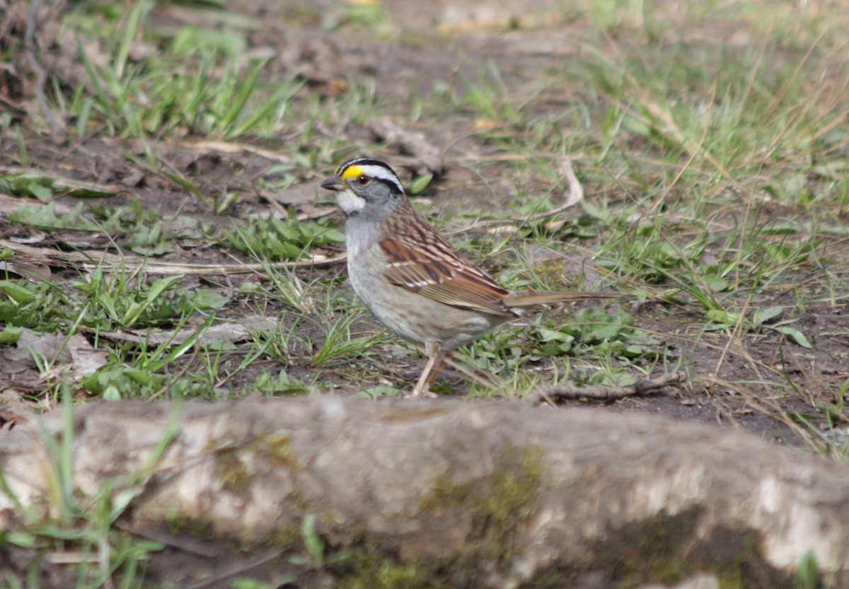 White-throated Sparrow - ML442546921