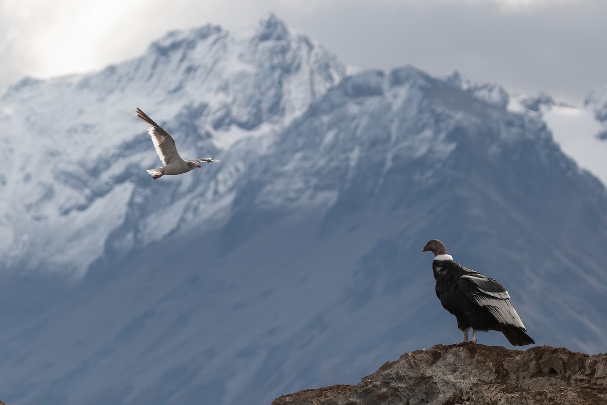 Andean Condor - Pablo Re