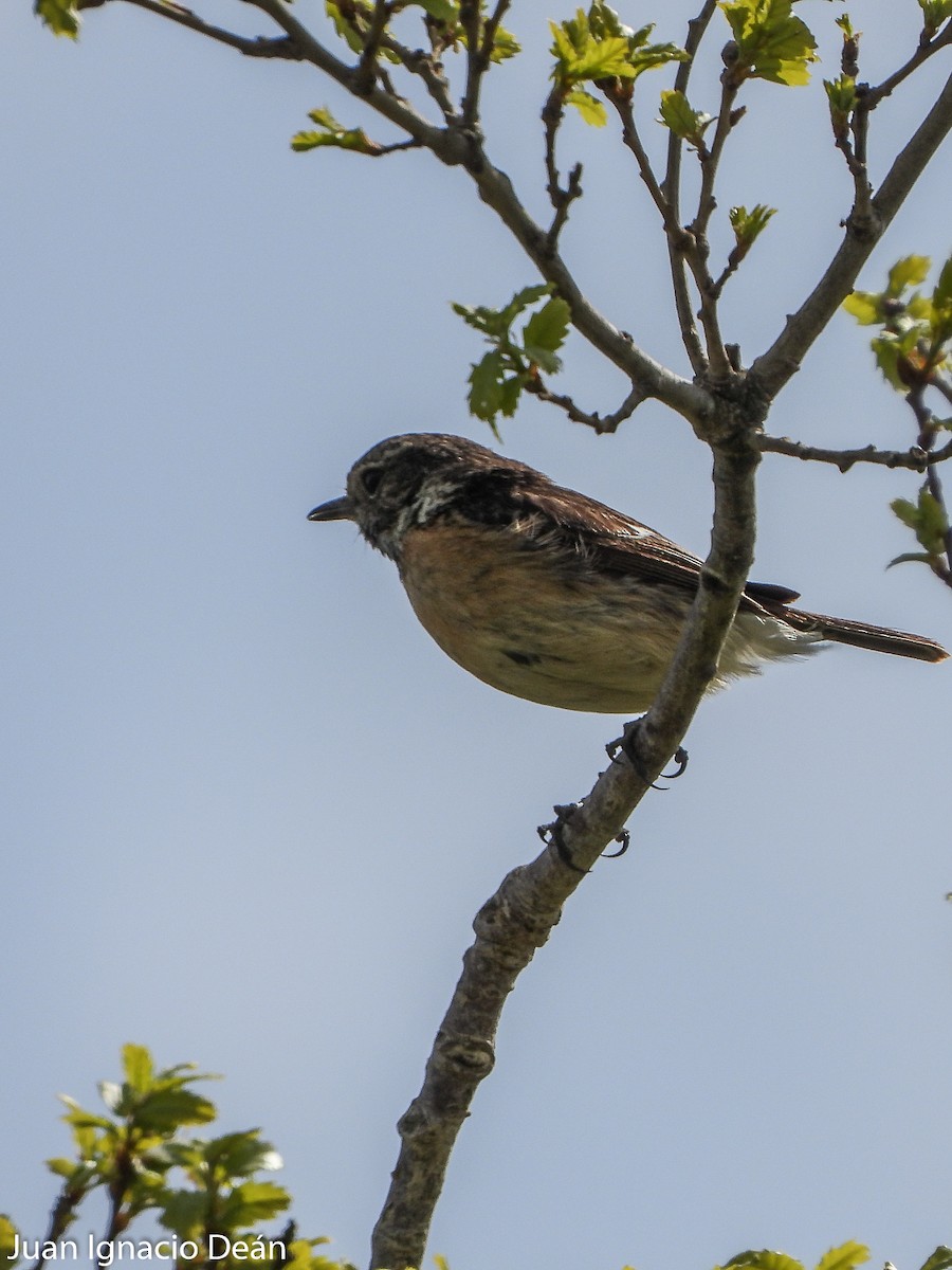 European Stonechat - ML442548941