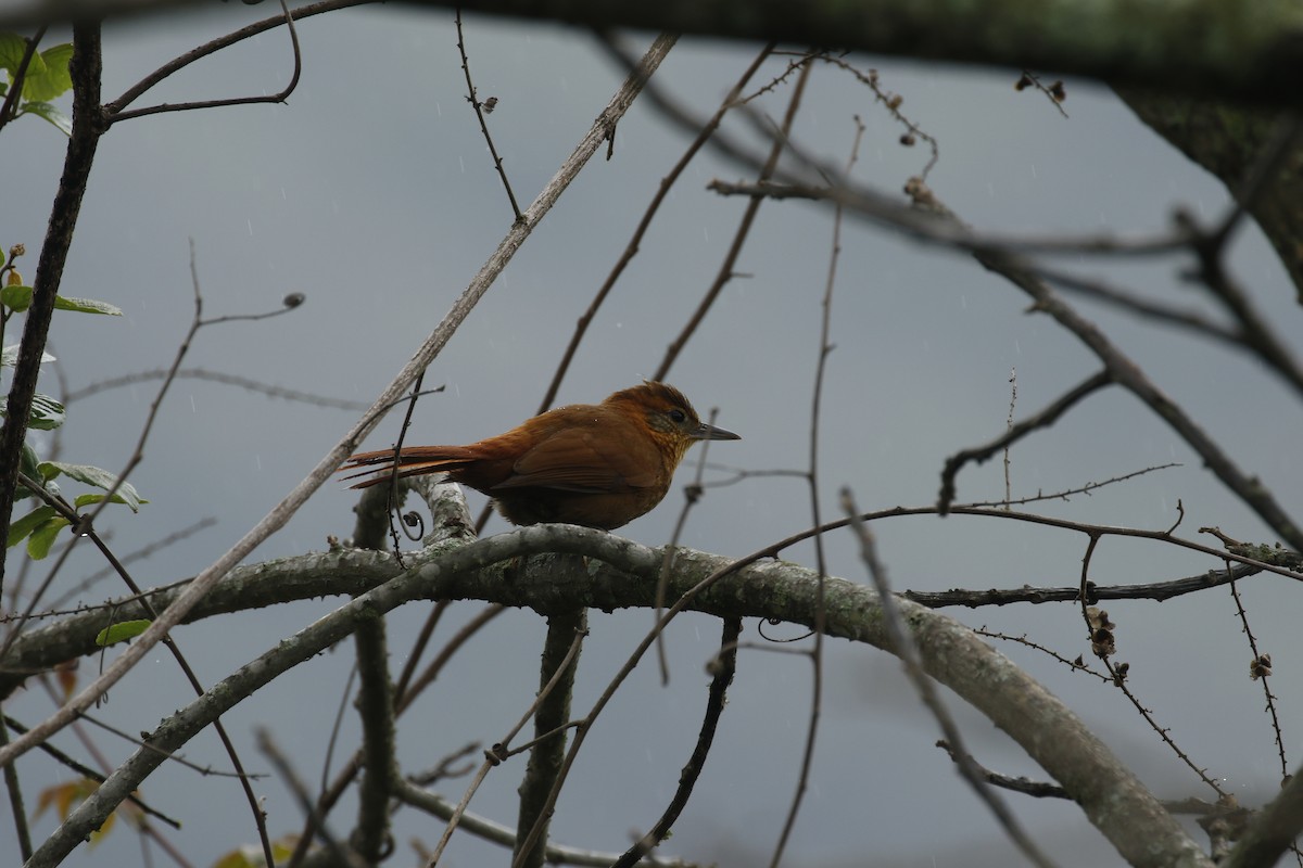 Rufous-necked Foliage-gleaner - Michael Booker