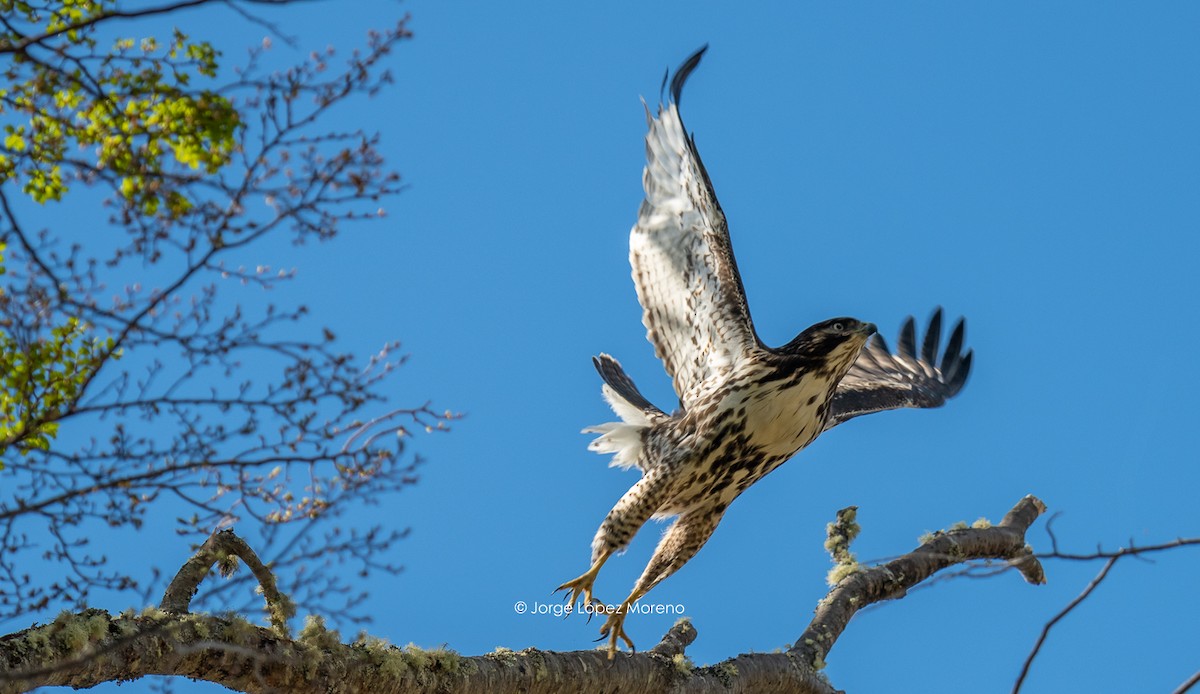 Rufous-tailed Hawk - ML442549331