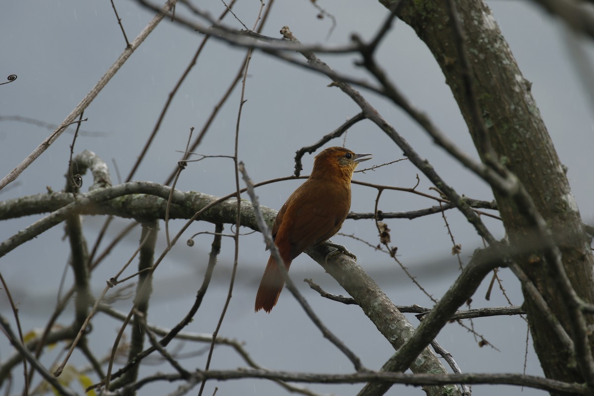 Rufous-necked Foliage-gleaner - Michael Booker