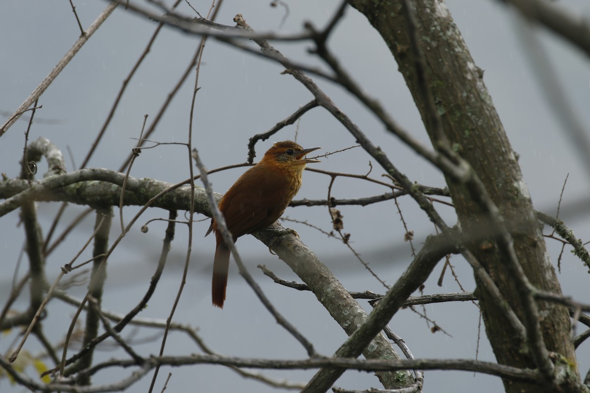 Rufous-necked Foliage-gleaner - Michael Booker