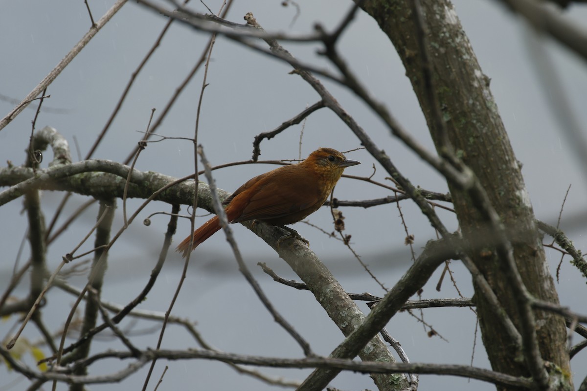 Rufous-necked Foliage-gleaner - Michael Booker