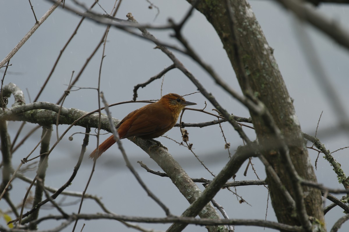 Rufous-necked Foliage-gleaner - Michael Booker