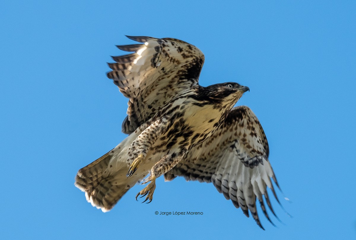 Rufous-tailed Hawk - Jorge Lopez Moreno