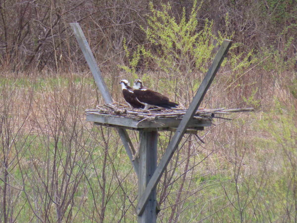 Osprey - ML442550231