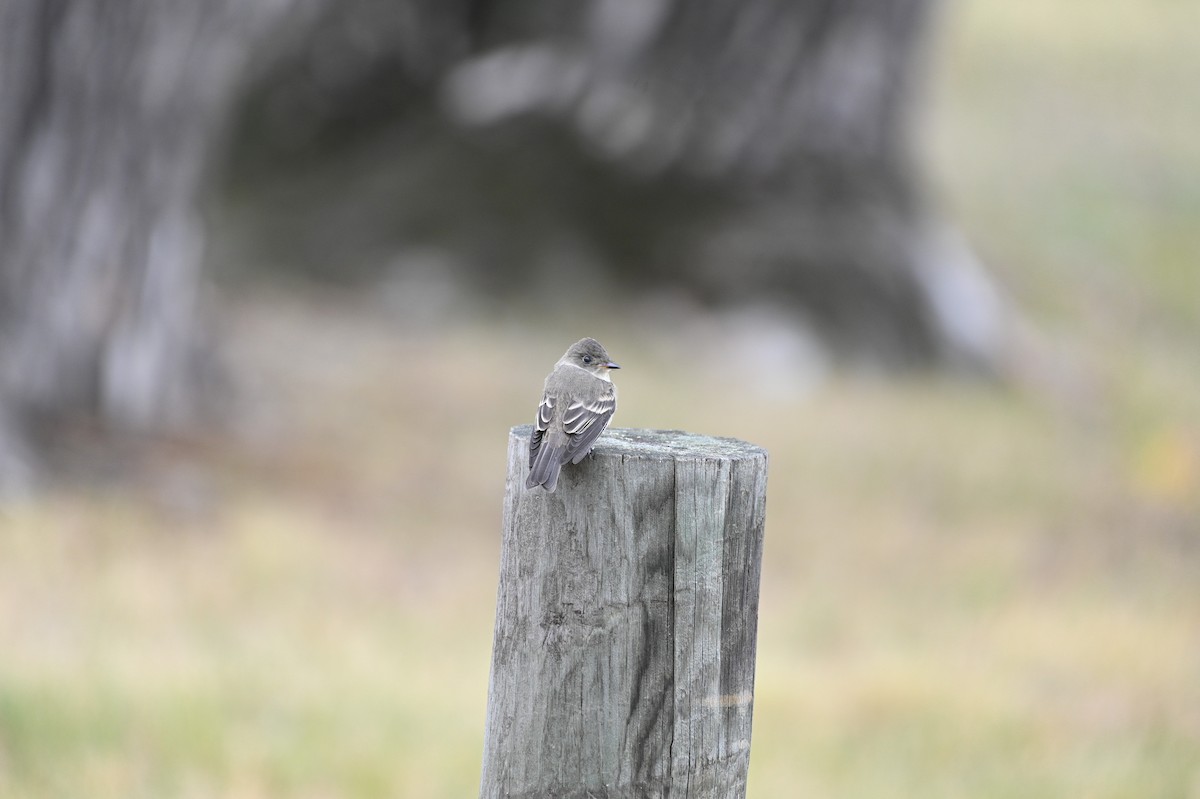 Western Wood-Pewee - ML442552641