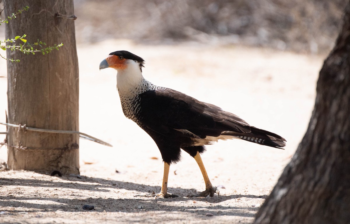 Caracara huppé (cheriway) - ML442553491