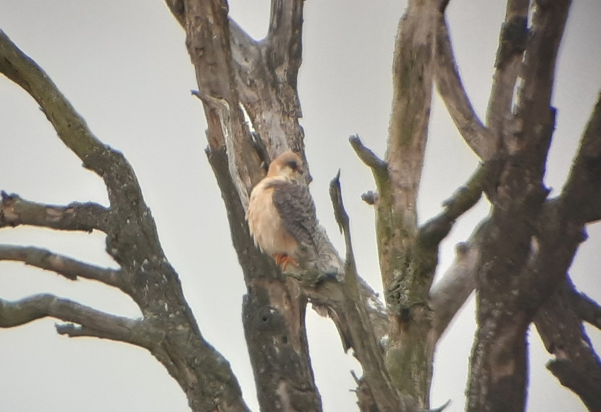 Red-footed Falcon - ML442554681