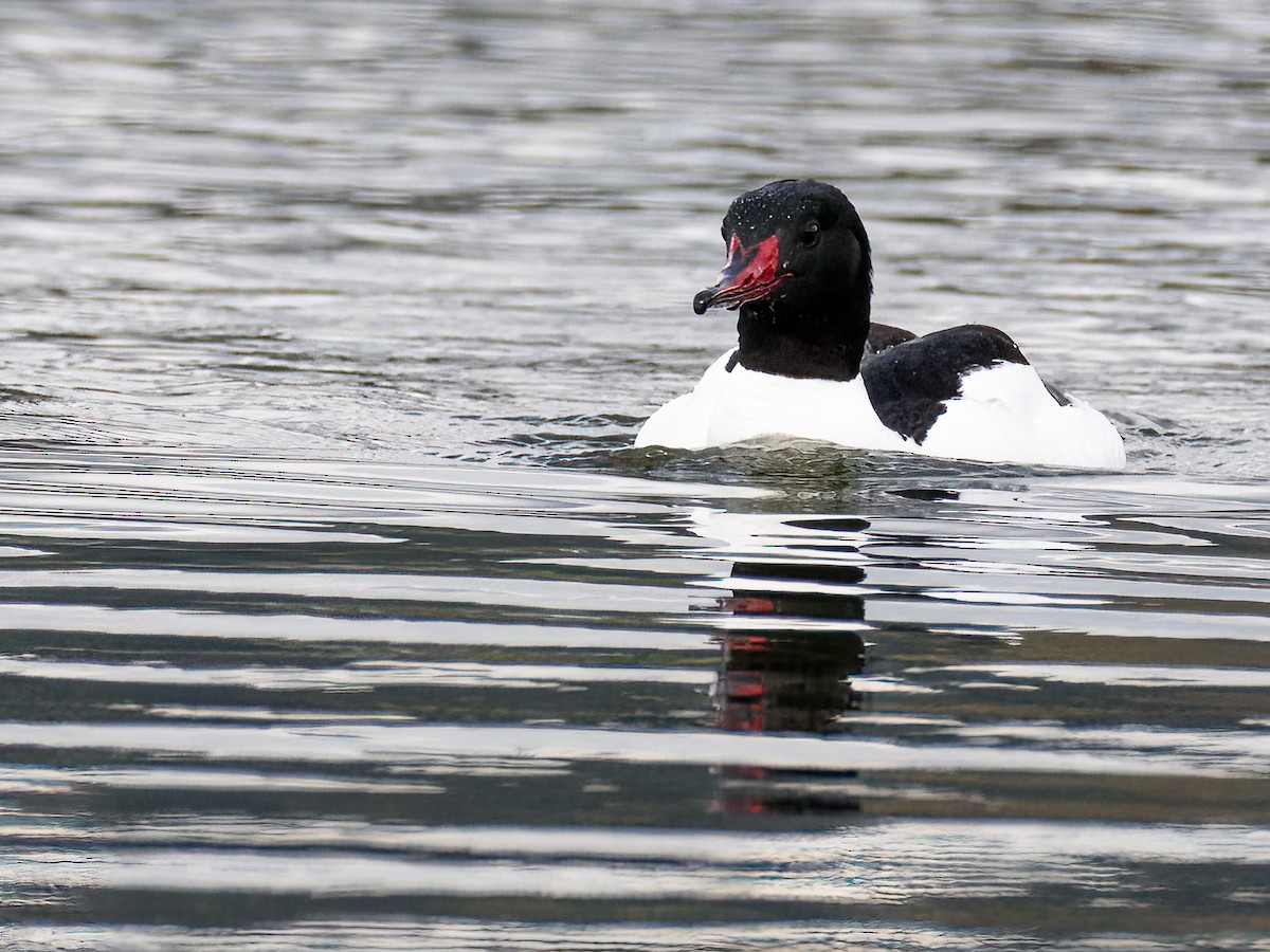 Common Merganser - ML442555481