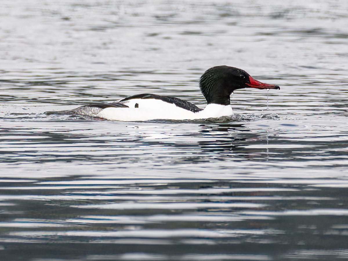 Common Merganser - ML442555491