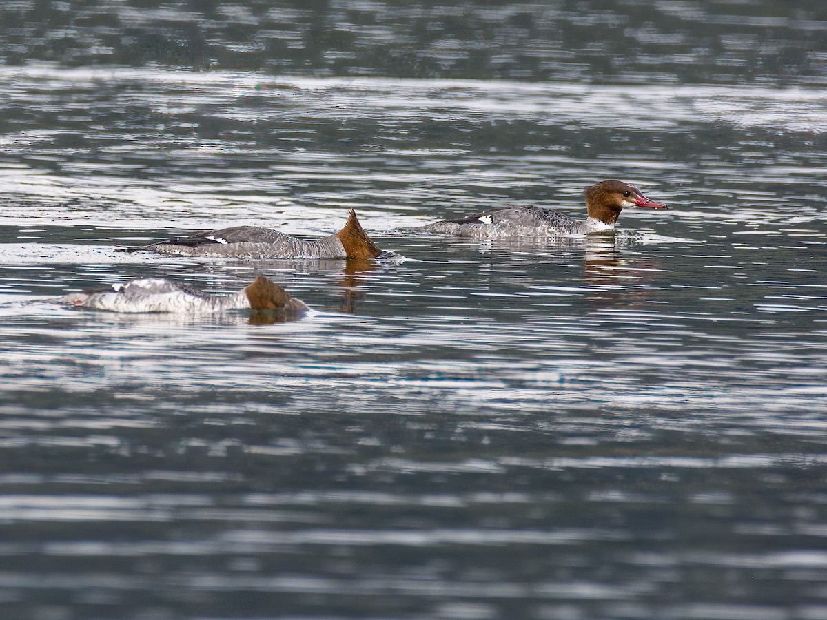 Common Merganser - ML442555521