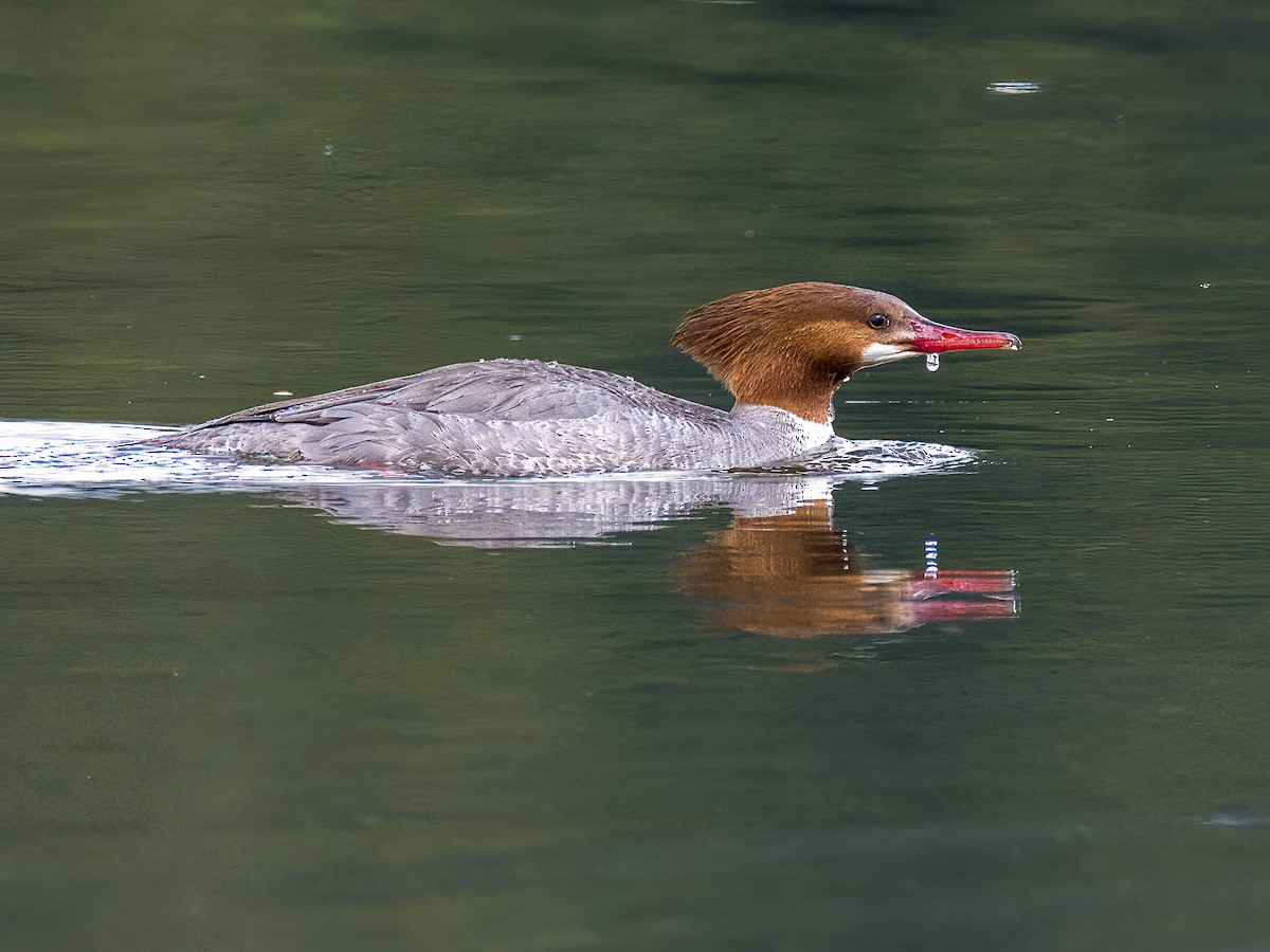 Common Merganser - ML442555541