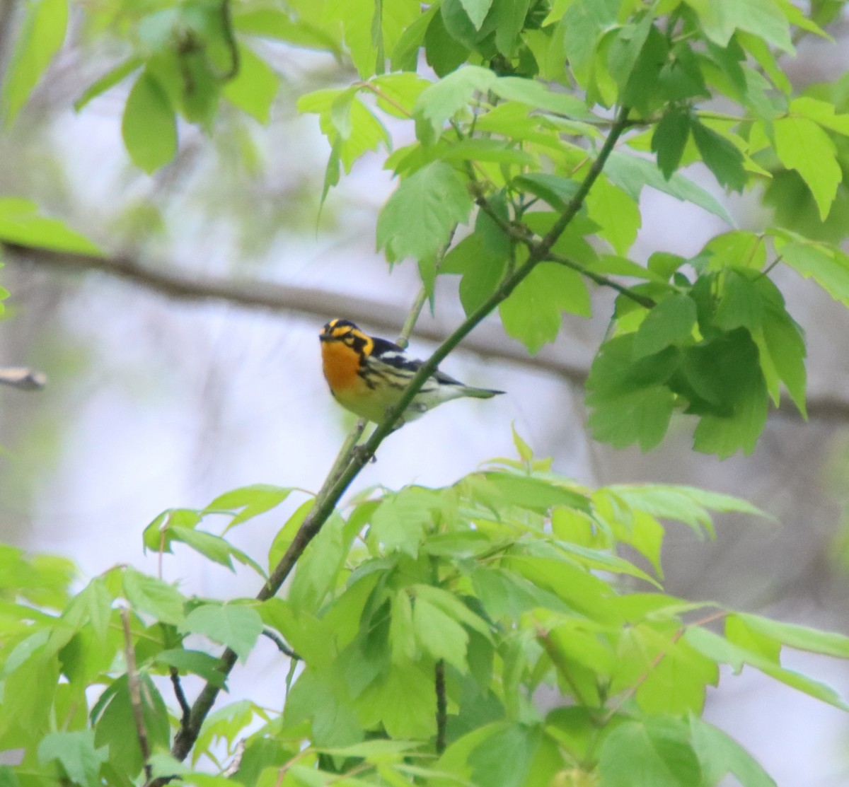 Blackburnian Warbler - ML442556231