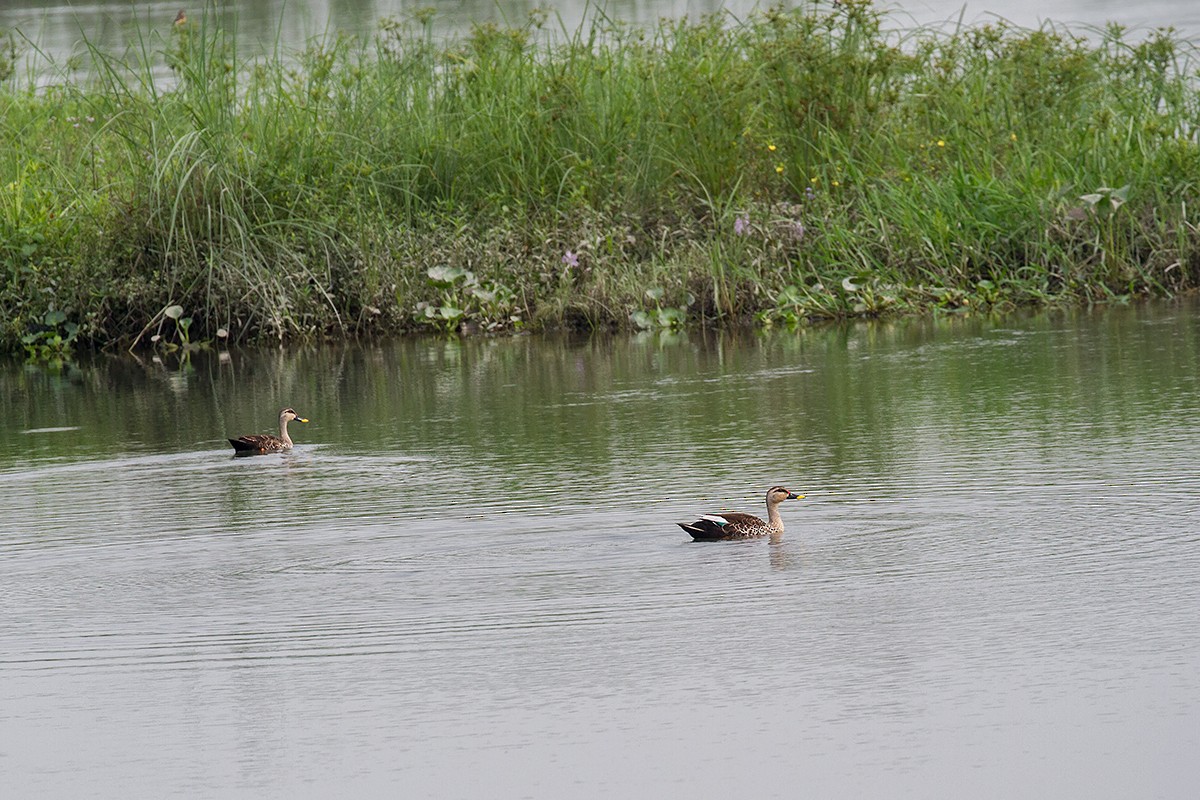 Indian Spot-billed Duck - ML442556261