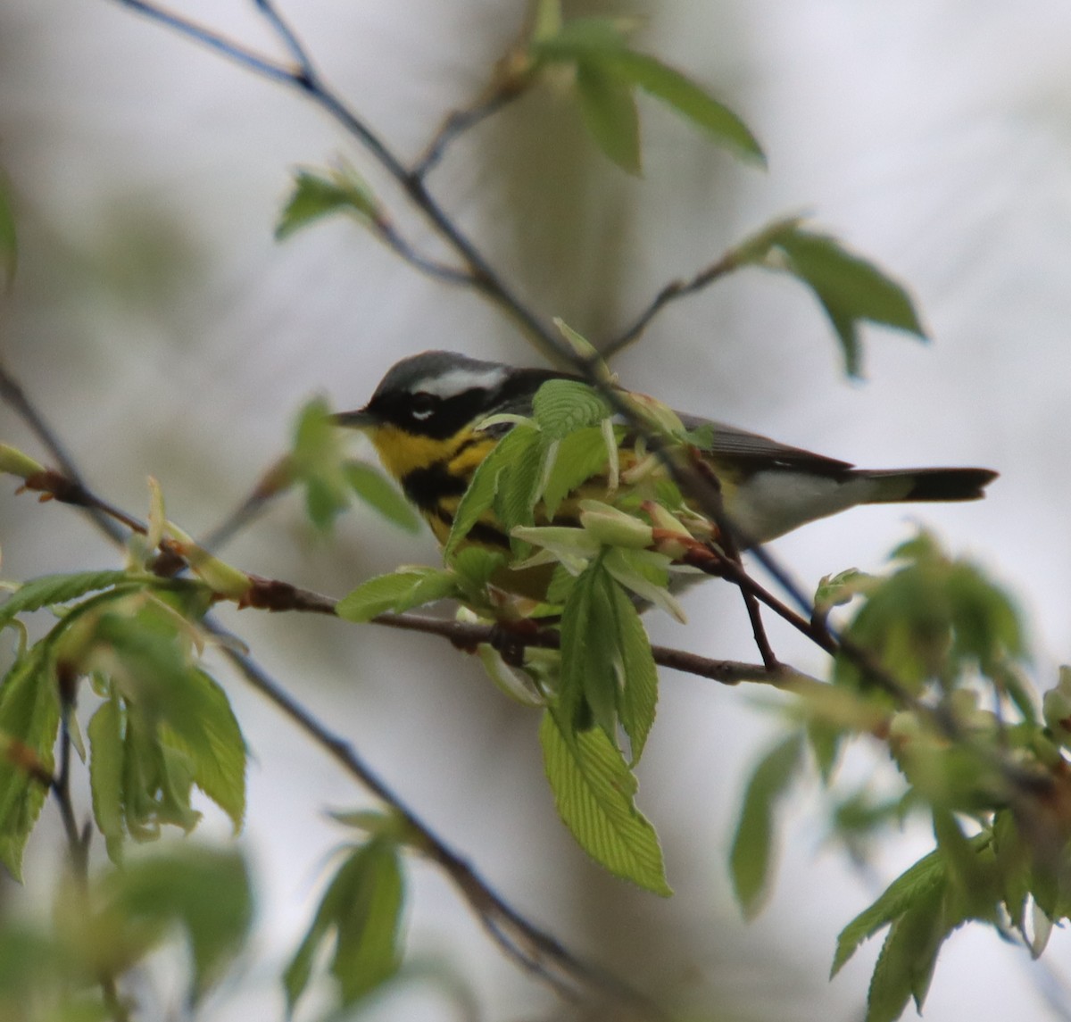 Magnolia Warbler - ML442556511