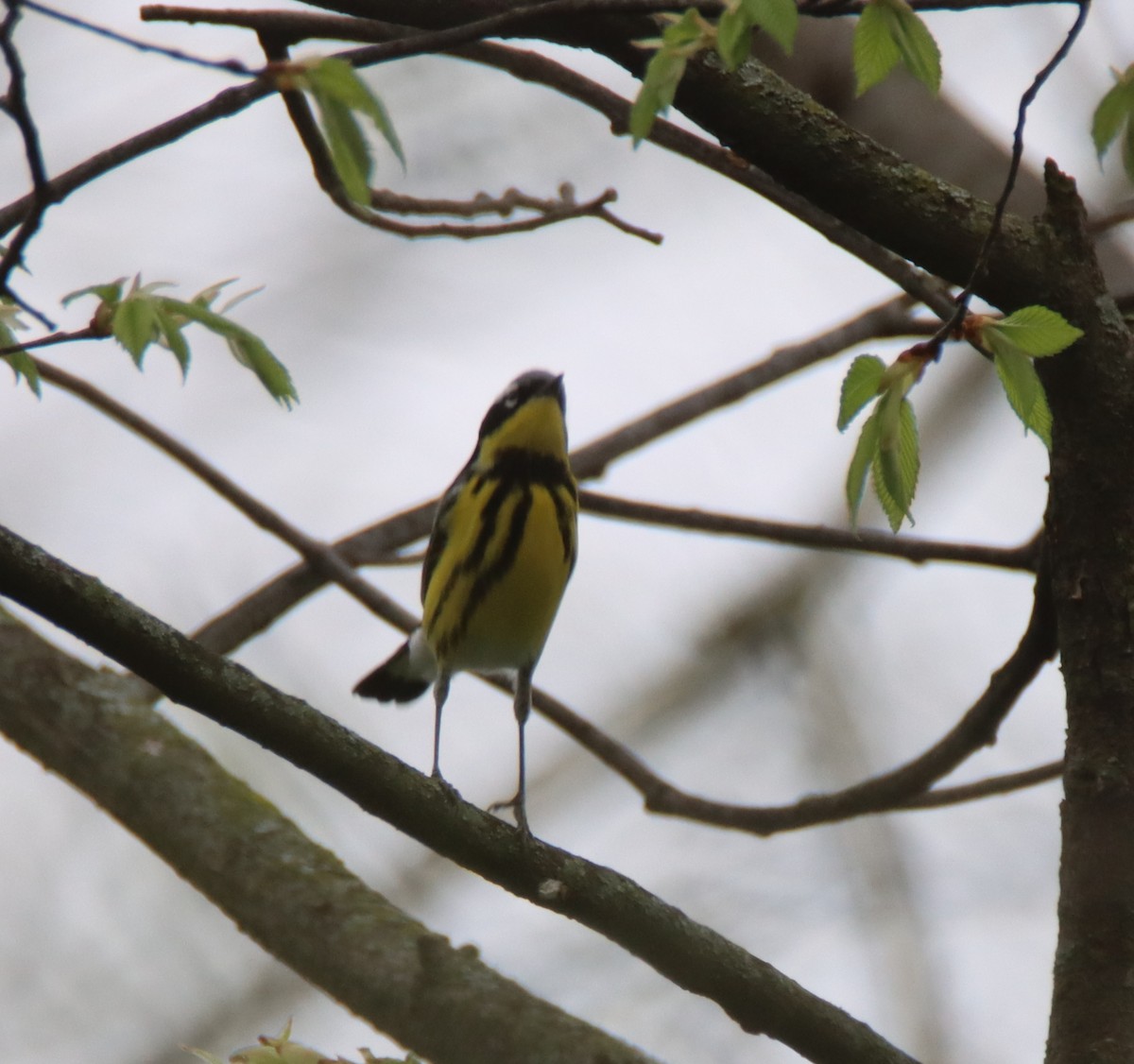 Magnolia Warbler - ML442556521