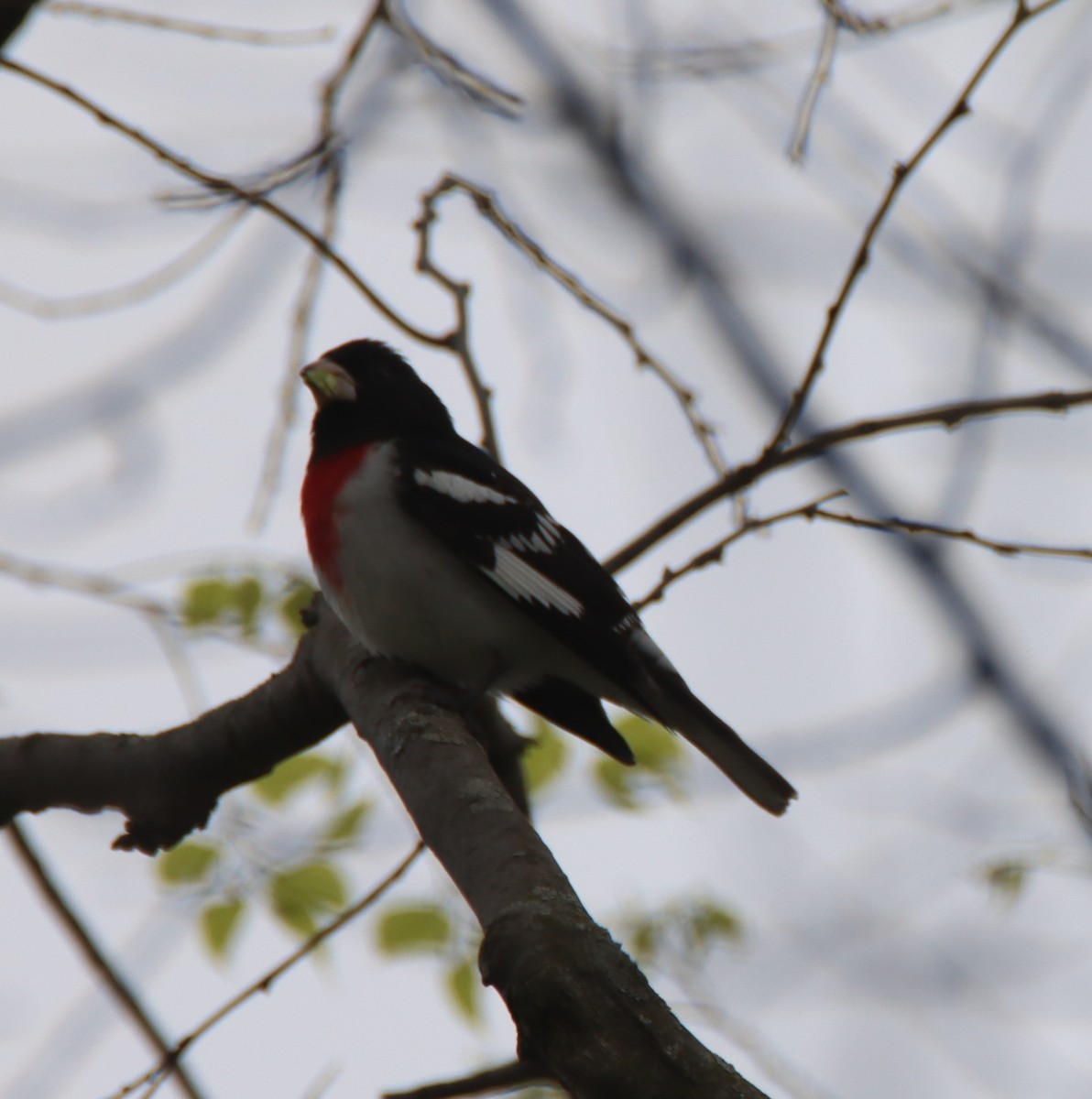 Rose-breasted Grosbeak - David Lehner