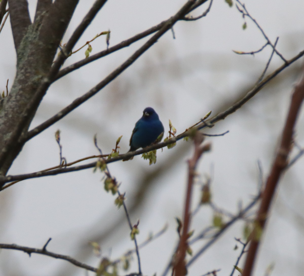 Indigo Bunting - ML442557261