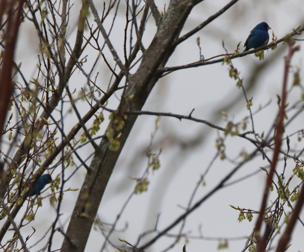 Indigo Bunting - ML442557311