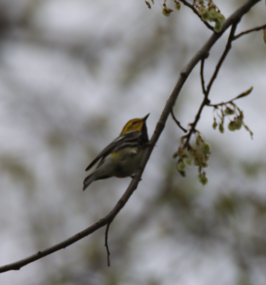 Black-throated Green Warbler - ML442557521