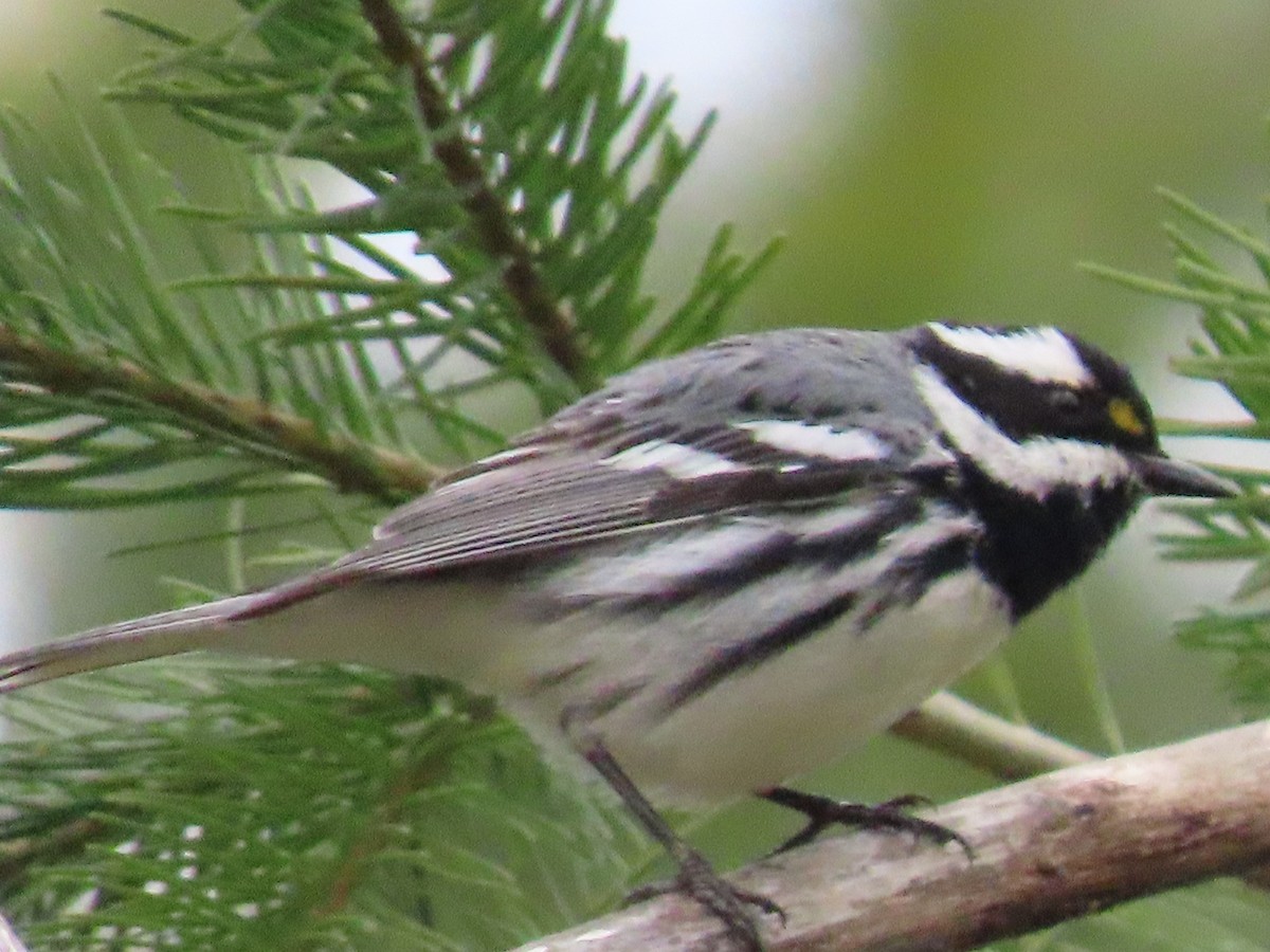 Black-throated Gray Warbler - Mike Nelson