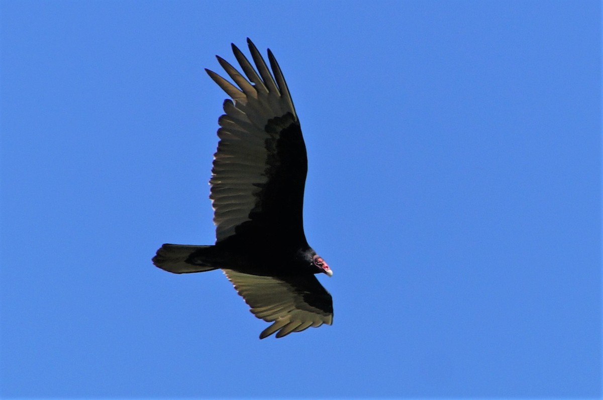 Turkey Vulture - ML442558781