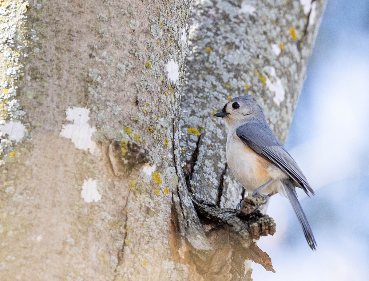 Tufted Titmouse - ML442559071