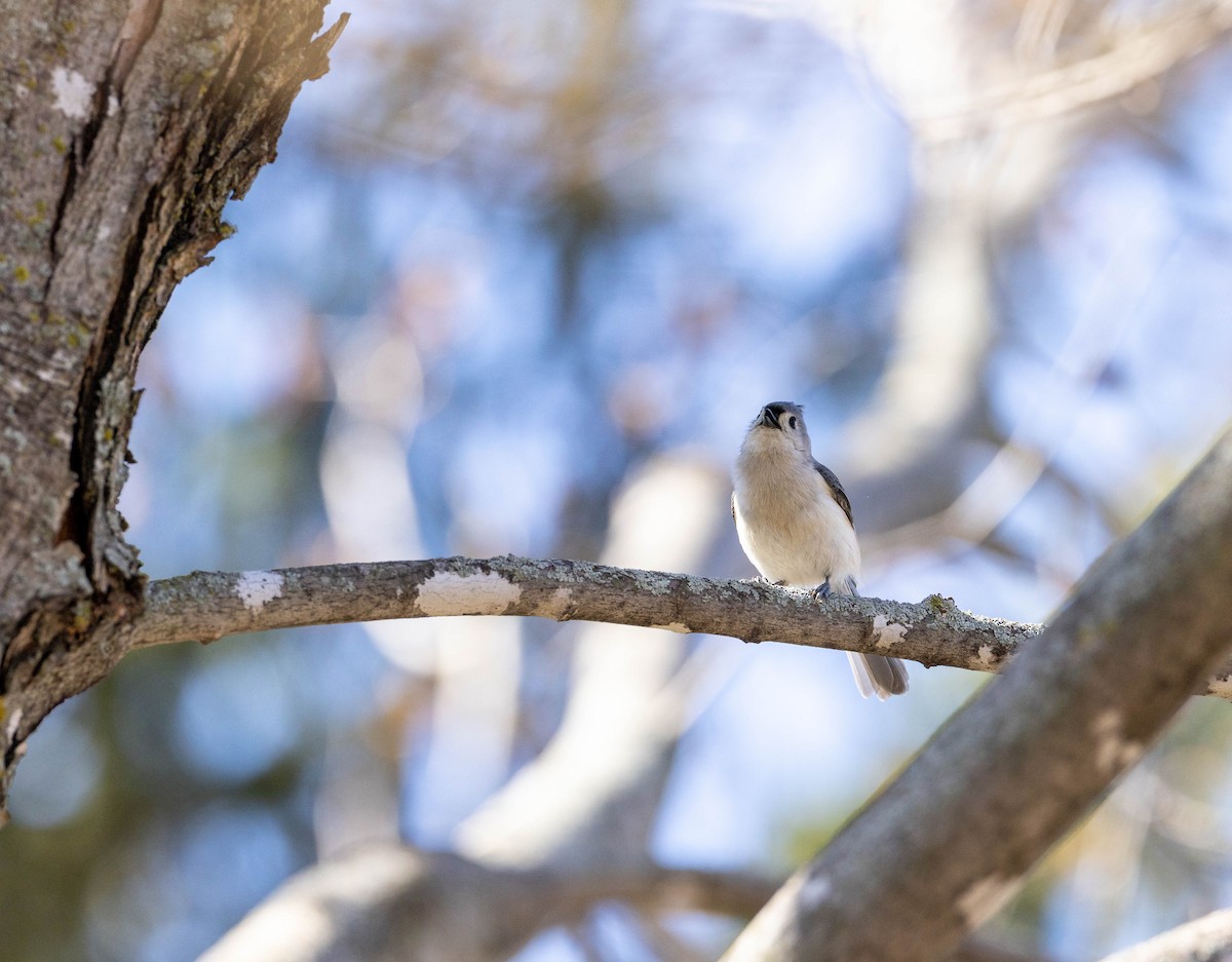 Tufted Titmouse - ML442559311