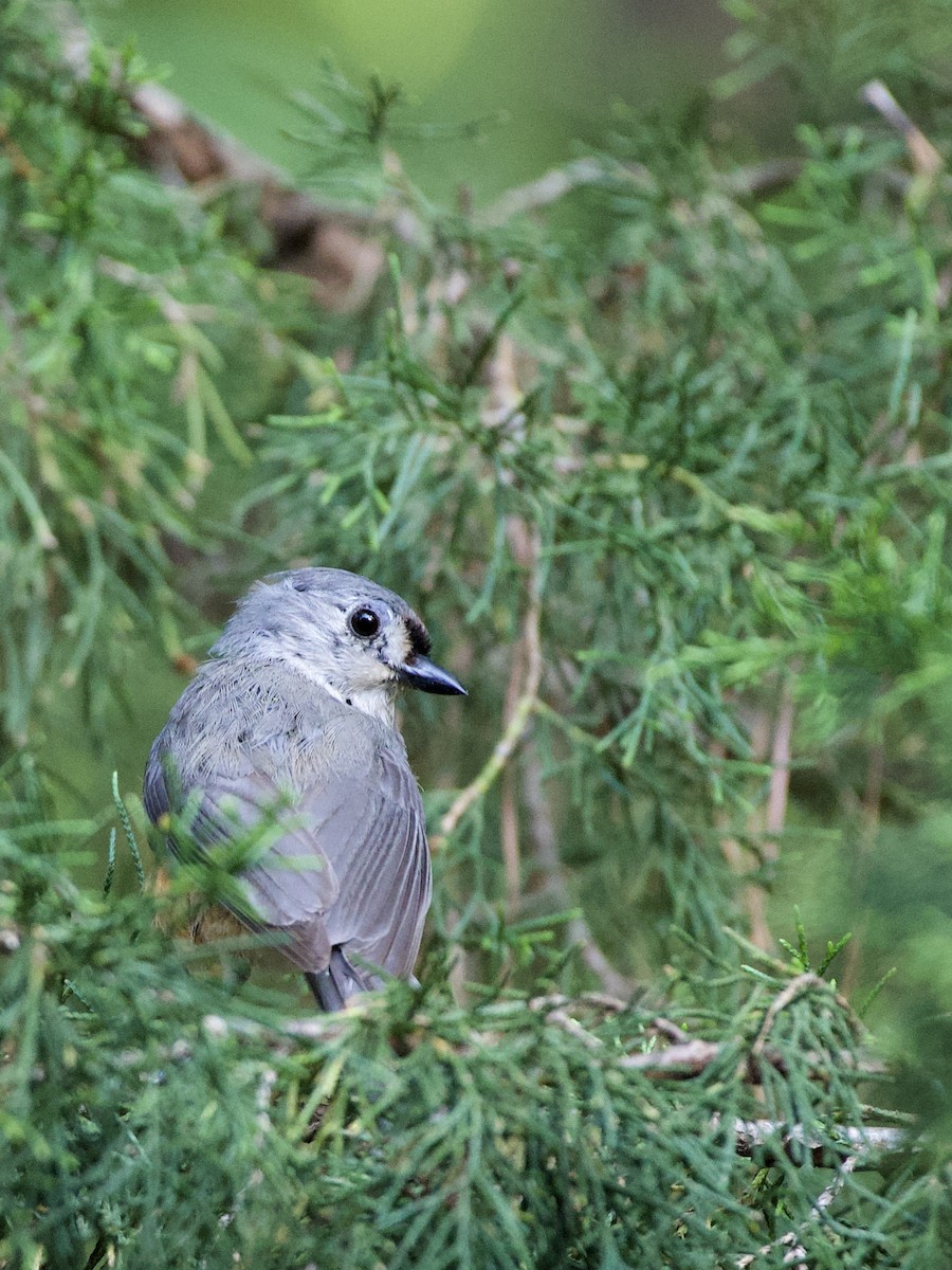 Tufted Titmouse - ML442560291