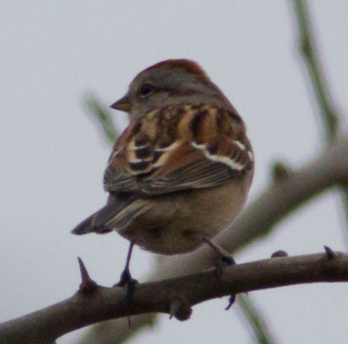 American Tree Sparrow - ML44256101