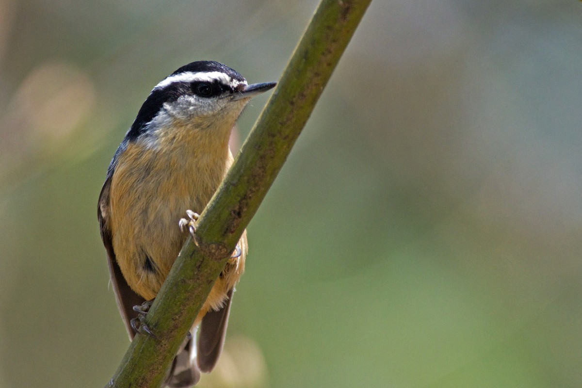 Red-breasted Nuthatch - ML442562451