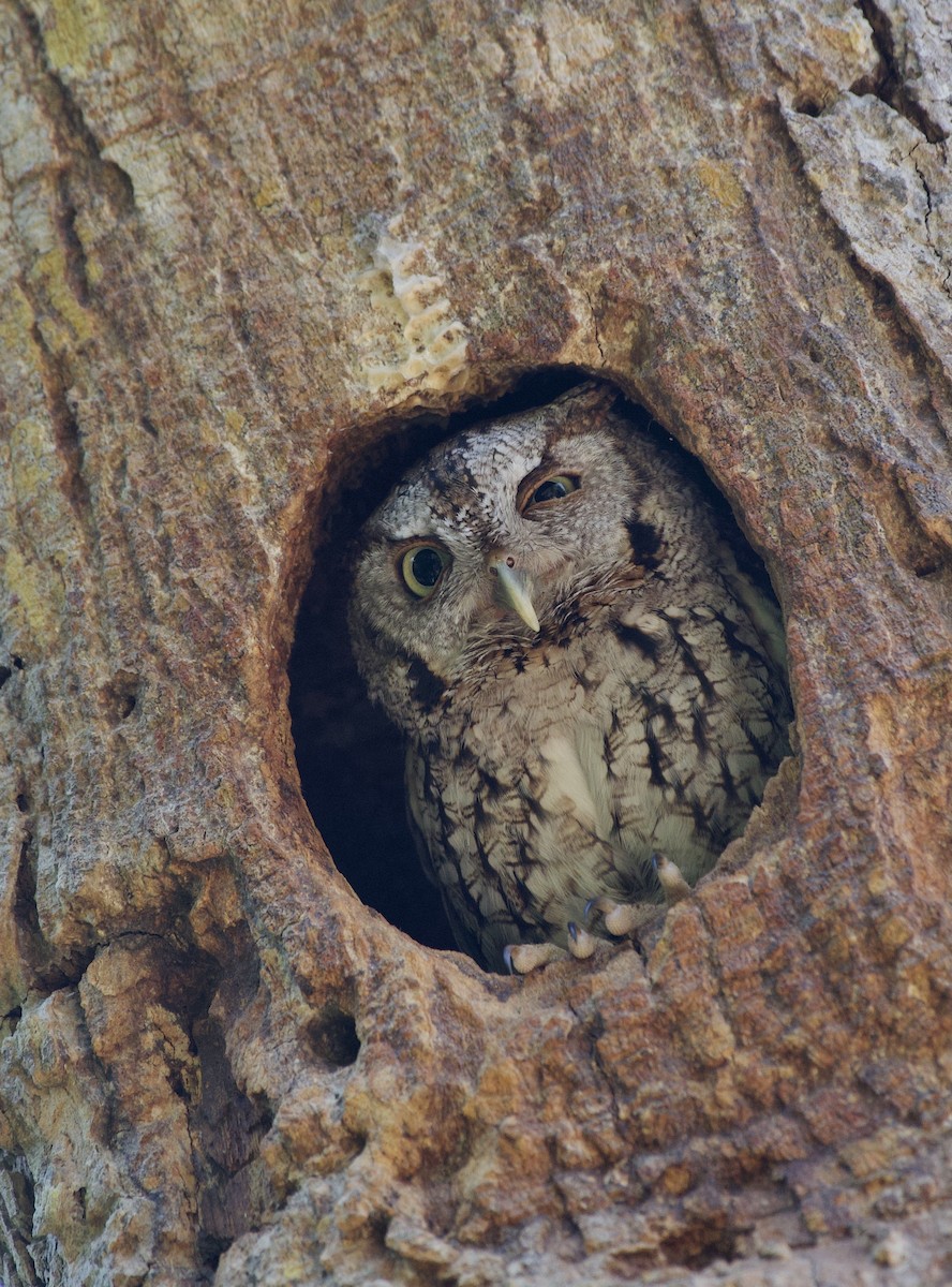 Eastern Screech-Owl - Jason hs